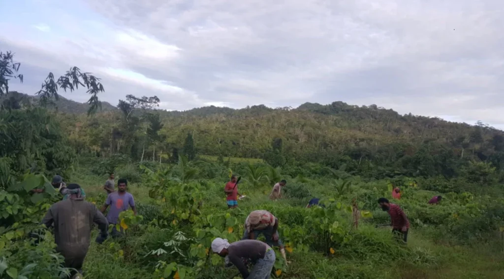 Kava Plantation